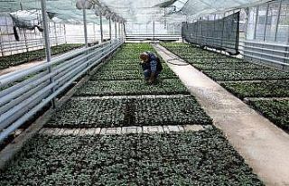 Tokat’ta kışlık çiçek üretimi başladı