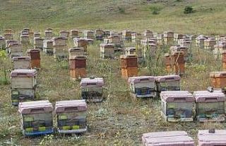Trabzon Arıcılar Birliği Başkanı Aydın: "Trabzon’da...