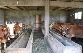 Trabzon’da hayvancılık turizmle birlikte gelişiyor