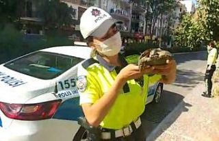 Trafik ekipleri bu defa kaplumbağanın imdadına...