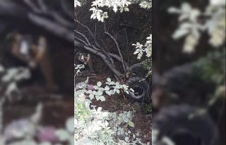Traktör dereye uçtu : 1 ölü, 1 yaralı