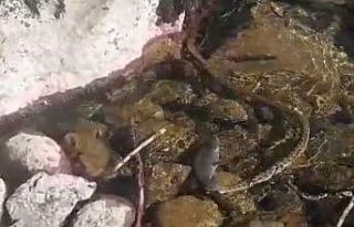 Tunceli’de balık avlayan yılan görüntülendi