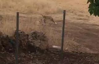 Tunceli’de köpek ile tilkinin kıskandıran dostluğu