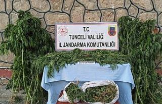 Tunceli’de uyuşturucu ile mücadele