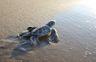 Turizm bölgesi Belek’te Caretta Caretta yuvasında...
