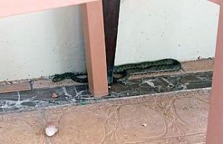 Turizm kentinin merkezinde 2 metrelik engerek yakalandı