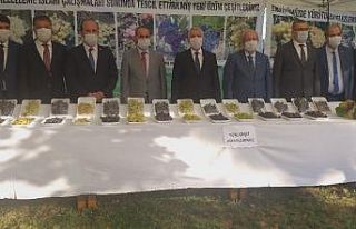 Türkiye’de hiçbir yerde olmayan üzümler bu şenlikte...