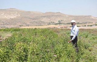 Türkiye’nin en kapsamlı fidanlığı Kocasinan’da