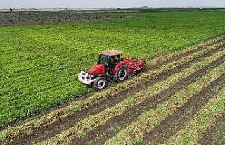 Türkiye’nin yer fıstığı üretiminin yüzde...