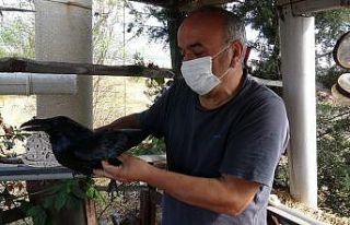 Uçamayan kuzguna evini açtı