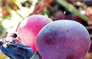 Udumbara çiçeği görüldü