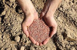 Ülker’in bisküvilik, yüksek verimli Aliağa Buğdayı’nda...