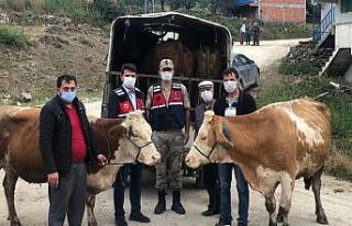 Ümitlerini kesmişken hayvanlarına kavuştular