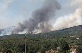 Uşak’ta orman yangını