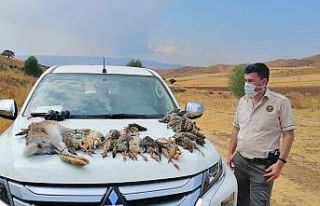 Usulsüz avlanan  avcılar yakayı ele verdi