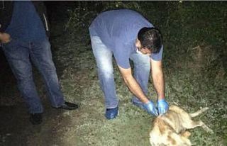 Uyuşturdukları köpekleri ormanlık alanda kaderlerine...