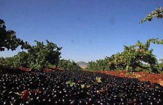 Üzüm para etmeyince kurutmaya başlandı