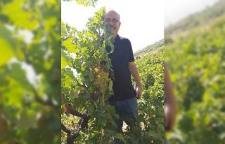 Üzümde 25 bin ton rekolte bekleniyor