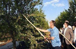 Vali Çuhadar badem hasadına katıldı