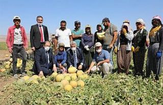 Vali hasat yapan çiftçileri ziyaret etti