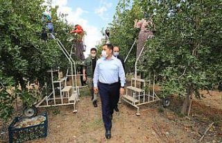 Vali Masatlı, ‘hünnap’ hasadına katıldı