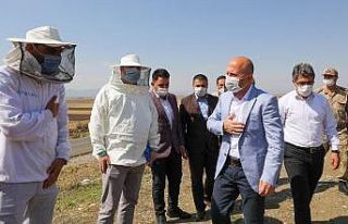 Vali Varol, Ağrı Dağı Balının hasadına katıldı
