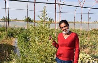 Virüslere karşı etkili peygamber süpürgesi bitkisi...