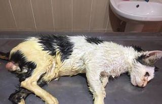 Vücudunu tümör kaplayan kedi sağlığına kavuşturuldu