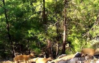 Yaban keçileri foto kapanlara takıldı