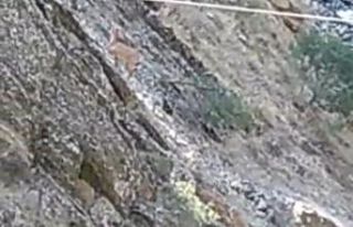 Yabani dağ keçileri sürü halinde Zap Nehri’ne...