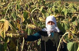 Yağlık ayçiçeği projesinde verimli hasat