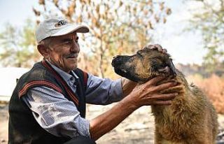 Yangında yaralanan "Minnoş" sahibine kavuştu