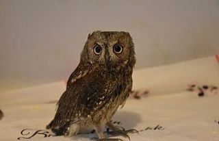 Yaralı baykuşa şefkat eli