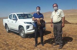 Yaralı bulunan şahin tedavi altına alındı