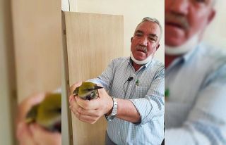 Yaralı bulunan sarı asma kuşu tedavi altına alındı