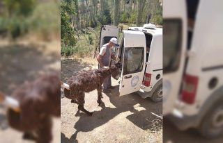 Yaralı eşek tedavi altına alındı