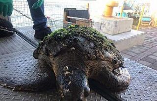 Yaralı halde bulunan caretta caretta tedavi altına...
