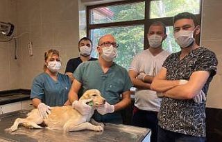 Yaralı köpek 1 ayda tedavi edildi