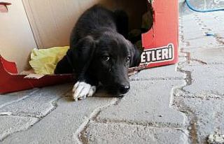 Yaralı köpek belediye ekiplerince hayvan hastanesine...