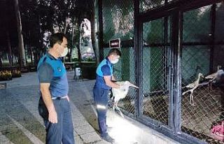 Yaralı leyleğe zabıta sahip çıktı