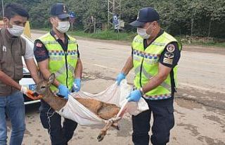 Yaralı olarak bulunan yavru karaca korumaya alındı