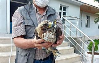 Yaralı paçalı şahin tedavi edilecek