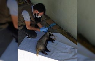 Yaralı porsuk, tedavi altına alındı