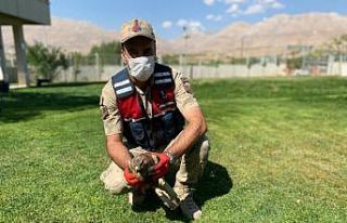 Yaralı şahine jandarma sahip çıktı