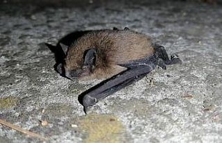 Yarasalar kahveyi bastı