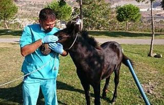 Yavru yılkı atı emin ellerde