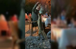Yemeğin davetsiz misafiri "Tilki"