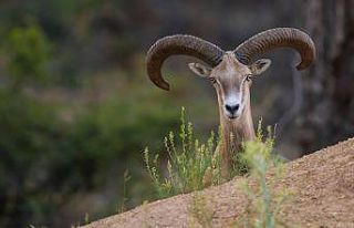 Yeni yaşam alanlarına bırakılan cerenler, GPS...