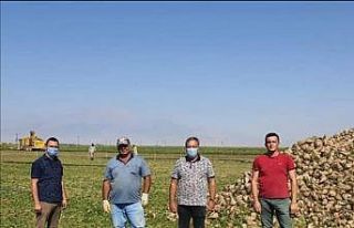 Yeşilhisar’da pancar hasadı başladı