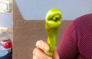 Yılan başına benzeyen biber